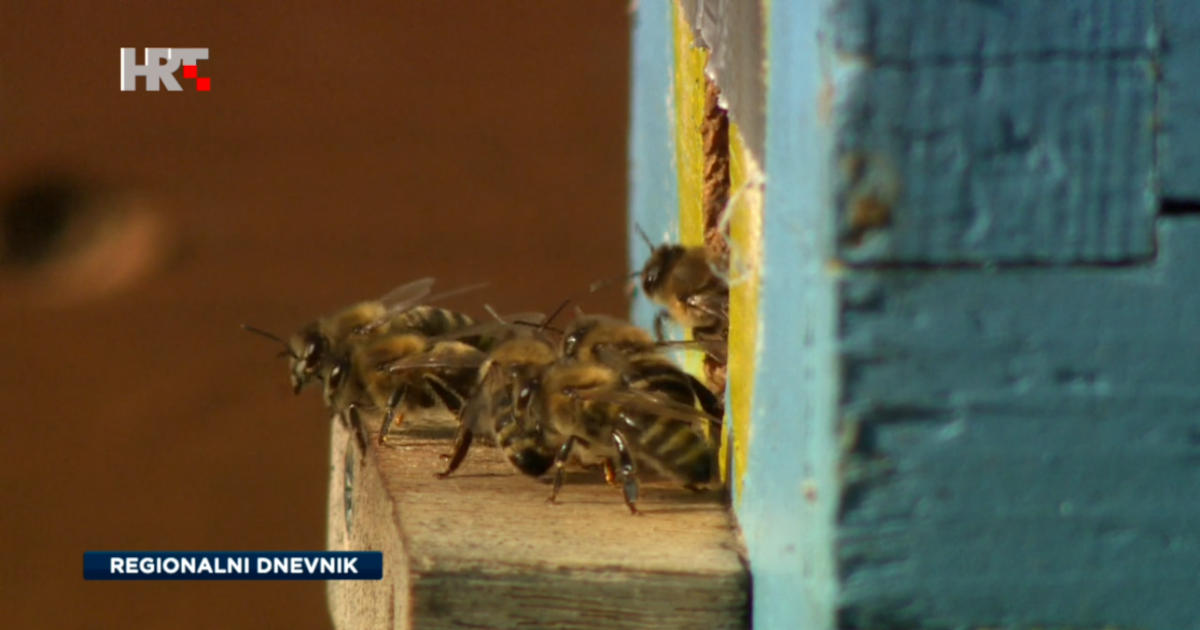 apiterapija odnosno poboljšanje stanja organizma pčelinjim proizvodima kod nekih bolesti i zdravstvenih tegoba